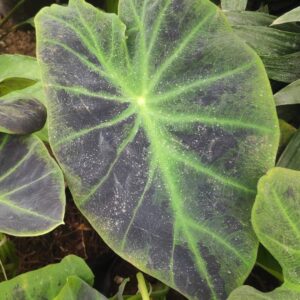 COLOCASIA BLACK BEAUTY