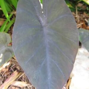 COLOCASIA DIAMOND HEAD