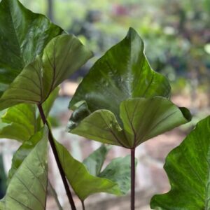 COLOCASIA TEA CUP