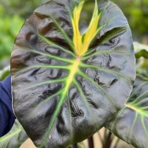 COLOCASIA TOSSAKAN