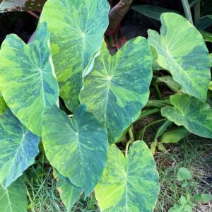 COLOCASIA LIMEADE