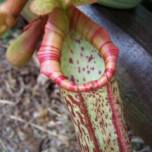 NEPENTHES MAXIMA